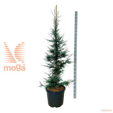 http://twentheplant.nl/tsd/55037_SESLIGHT_9C55150175E_2.jpg