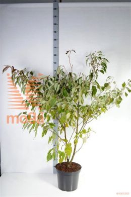 http://twentheplant.nl/tsd/81210_COCONTRO_9C12125150_2.jpg
