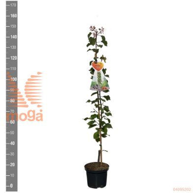http://twentheplant.nl/tsd/94450_PRASOMO_8P23ZUIL_2.jpg