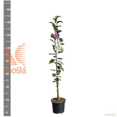 http://twentheplant.nl/tsd/94450_PRDIGAGE_8P23ZUIL_2.jpg