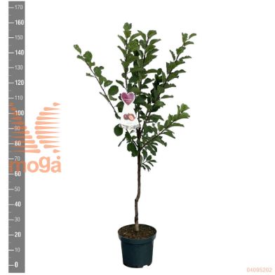 http://twentheplant.nl/tsd/94450_PRDRCALT_8P26STR_2.jpg