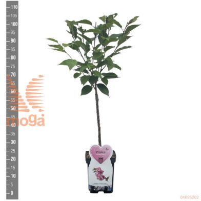 http://twentheplant.nl/tsd/94450_PRSAROSE_S050P23_2.jpg