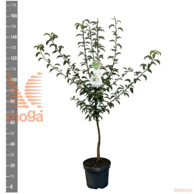 http://twentheplant.nl/tsd/94450_PYCCHARN_8P26STR_2.jpg