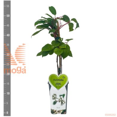 http://twentheplant.nl/tsd/94450_ACANOSTI_8P17STR_2.jpg