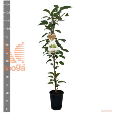http://twentheplant.nl/tsd/94450_ACAVITIK_8P21120STOK_2.jpg