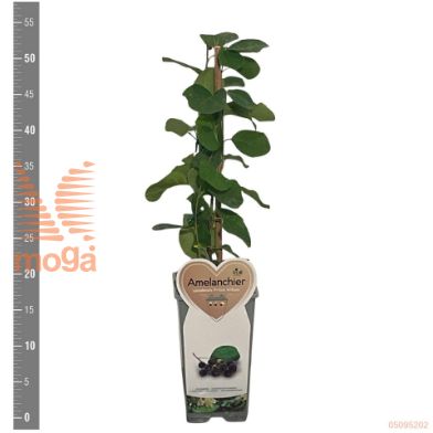 http://twentheplant.nl/tsd/94450_AMPWILLI_8P17STR_2.jpg