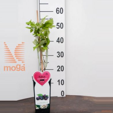 http://twentheplant.nl/tsd/94450_RUIJBLAC_8P17CPOT_2.jpg