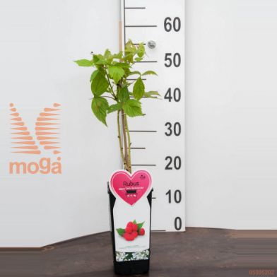 http://twentheplant.nl/tsd/94450_RUIZHERB_8P17CPOT_2.jpg