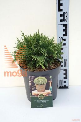 http://twentheplant.nl/tsd/88854_CHPWPYGM_8P18015020_1.jpg