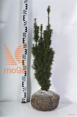 http://twentheplant.nl/tsd/71103_TABFASTI_K060070_2.jpg
