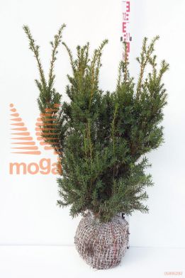 http://twentheplant.nl/tsd/71103_TABNPRAE_K070080_1.jpg