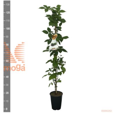 http://twentheplant.nl/tsd/94450_RUFARMAN_8P21120STOK_2.jpg
