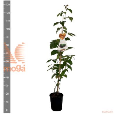 http://twentheplant.nl/tsd/94450_RUFASTER_8P21120STOK_2.jpg