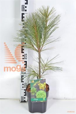 http://twentheplant.nl/tsd/98006_PISFASTI_8P17_2.jpg