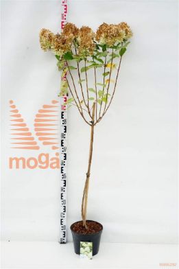 http://twentheplant.nl/tsd/74806_HYPLIMEL_S080P23_1.jpg