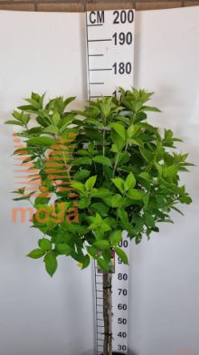 http://twentheplant.nl/tsd/62347_HYPVFRAI_S100C10_2.jpg