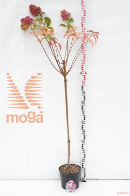http://twentheplant.nl/tsd/74806_HYPVFRAI_s100p23_1.jpg