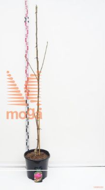 http://twentheplant.nl/tsd/62347_MAAPHROD_9C20175200_1.jpg