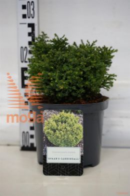http://twentheplant.nl/tsd/500106_CHPSCANN_8P18015020_1.jpg
