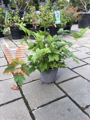 jesenska vetrnica "Pamina"