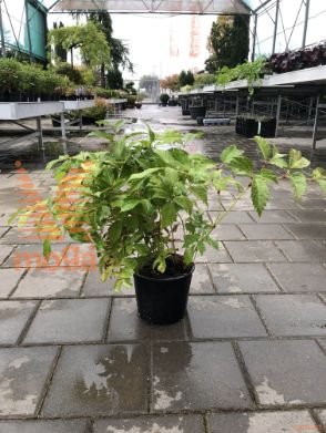 vrtna kresnica "Deutschland"