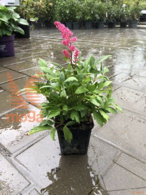 vrtna kresnica "Astary Rose"