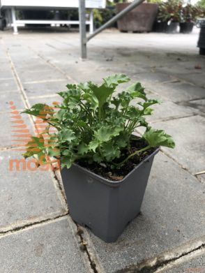 garganska zvončnica