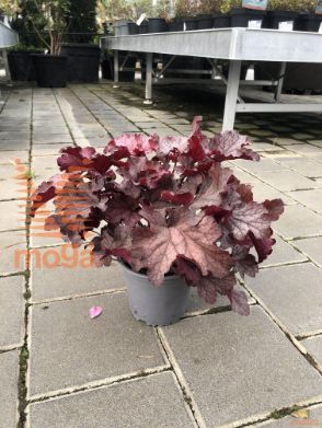 iskrivka "Coral Berry"