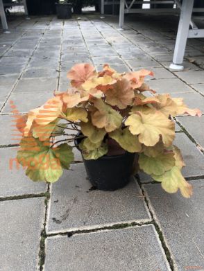 iskrivka "Northern Exposure Amber"