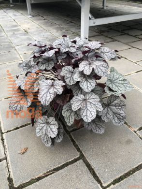 iskrivka "Sugar Frosting"