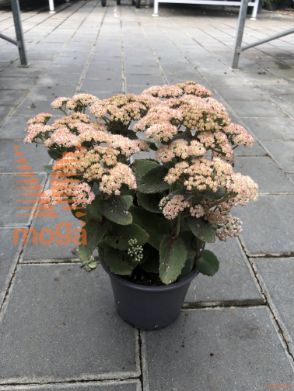 homulica "Coraljade"