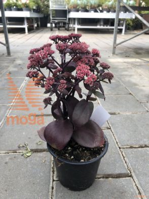 homulica "Oriental Dancer"