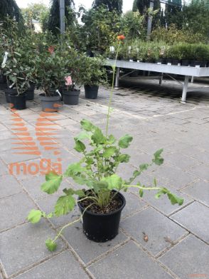 sretena "Mrs. J. Bradshaw"