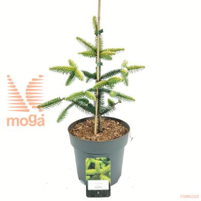 http://twentheplant.nl/tsd/500106_ABPAUREA_8P23030040_1.jpg