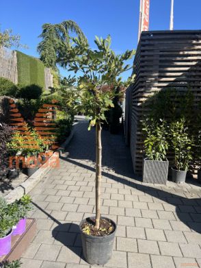 Ficus carica "Brown Turkey" |8/10|Half standard|C15