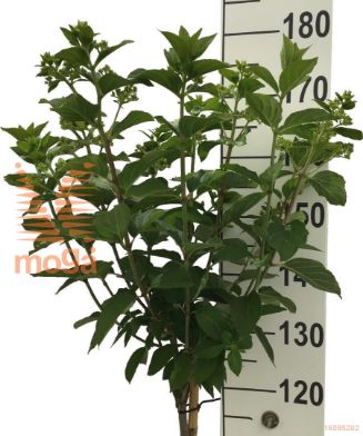 http://twentheplant.nl/tsd/90990_HYPLIMEL_S120P26_2.jpg