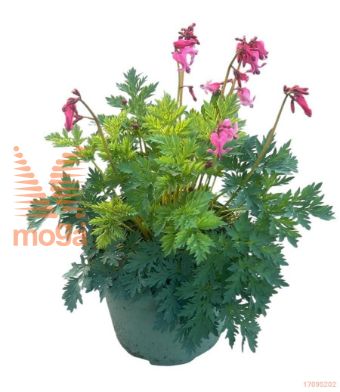 http://twentheplant.nl/tsd/98775_DIPHEART_8P19_1.jpg