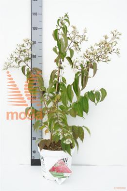 http://twentheplant.nl/tsd/73800_MARICKI_8P19050060_1.jpg