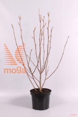 http://twentheplant.nl/tsd/73800_MASSUPER_8P26080100_1.jpg