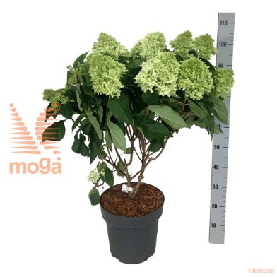 http://twentheplant.nl/tsd/55037_HYPLFRES_9c15050060_2.jpg
