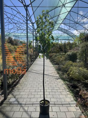 Prunus armeniaca "Bergeron" |6/8|Half standard|MIRABOLANA|C