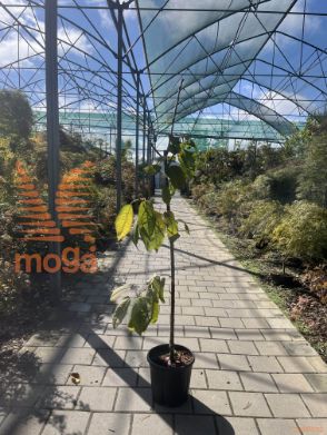 Prunus avium "Kordia" |6/8|Half standard|GISELA|C