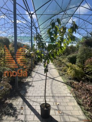 Prunus avium "Kordia" |6/8|Half standard|SEJANEC|C