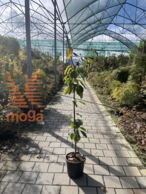 Prunus avium "Regina" |6/8|Half standard|GISELA|C