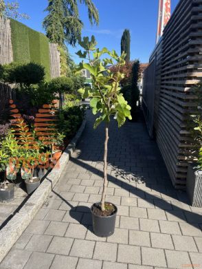 Ficus carica "Brogiotto Bianco" |6/8|Half standard|C