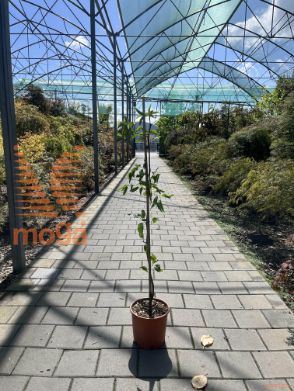 Ziziphus jujuba |6/8|Half standard|C