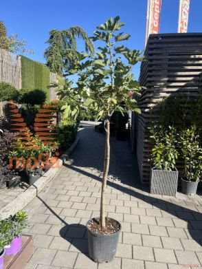 Ficus carica "Marseillaise" |8/10|Half standard|C15