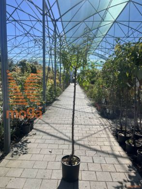 Prunus dulcis "Ferragnes" |6/8|Half standard|C