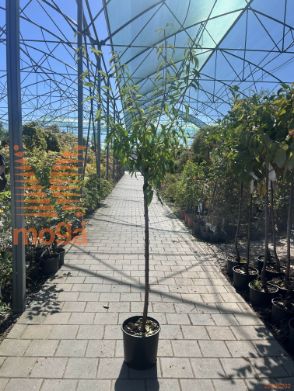 Prunus dulcis "Supernova" |6/8|Half standard|C