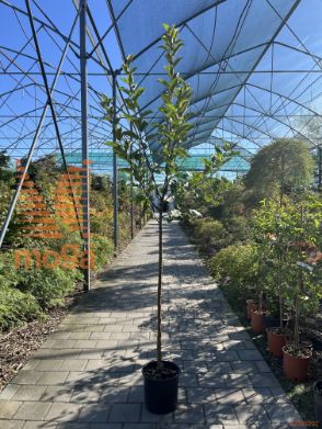 Malus domestica "Elstar" |6/8|Half standard|M26|C